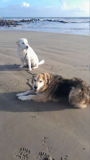 Deux chiens se reposent sur une plage de sable, l'un assis et l'autre couché, avec les vagues de l'océan et des formations rocheuses en arrière-plan, sous un ciel partiellement nuageux.
