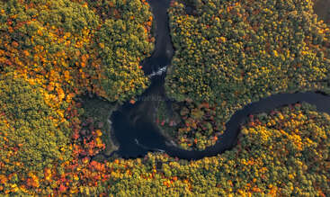 Ein sich schlängelnder Fluss schlängelt sich durch einen dichten Wald, der im Herbst in leuchtenden Farben leuchtet: Rotes, orangefarbenes und gelbes Laub bildet von oben betrachtet ein eindrucksvolles Mosaik.