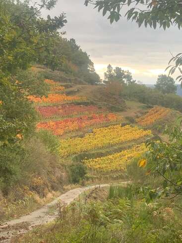 Un chemin sinueux mène à des champs en terrasses au feuillage orange, rouge et jaune, entourés de verdure et d'arbres luxuriants sous un ciel nuageux.