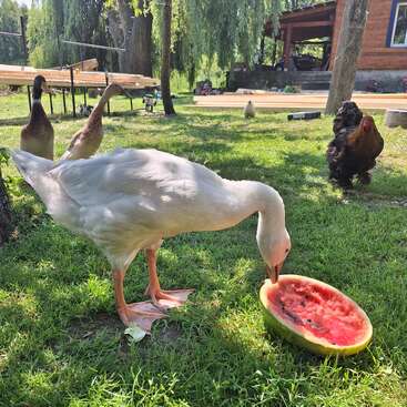 Eine weiße Gans frisst Wassermelone auf grünem Gras, umgeben von Enten und Hühnern. Im Hintergrund sind ein Holzhaus und einige schattenspendende Bäume zu sehen.