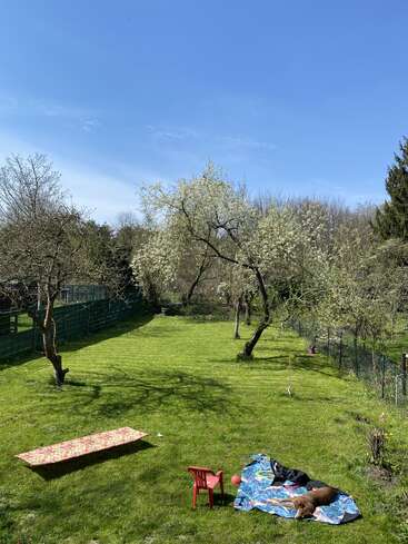 A peaceful backyard with green grass, blossoming trees, a lawn chair, red chair, blanket, playful dog, and beautiful blue sky on a sunny day.