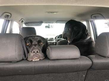 Dois grandes cães pretos sentados no banco de trás de um carro, olhando para frente com rostos calmos e expressivos. Suas cabeças estão apoiadas nos encostos de cabeça do banco.