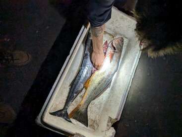 A person is placing or arranging two large fish inside a white cooler under flashlight, suggesting night fishing or late evening catch, with shadows and dirt visible.