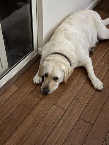 Um Labrador retriever grande e de cor clara está deitado em um piso de madeira ao lado de uma porta de vidro, parecendo relaxado e ligeiramente cansado, descansando a cabeça sobre as patas.