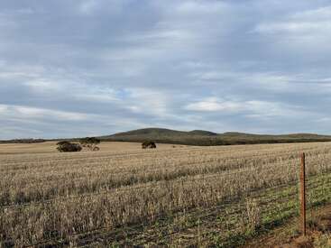 Um campo agrícola amplo e plano com árvores esparsas, restos de restos de culturas colhidas, colinas distantes e um céu nublado. Um poste de cerca marca o primeiro plano.