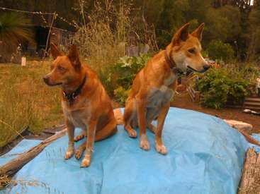 A imagem mostra dois cães marrons sentados em uma lona azul em um jardim, cercados por plantas e árvores, com uma atmosfera serena.