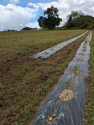 As mudas estão crescendo em fileiras bem alinhadas num dia parcialmente nublado, com cobertura plástica e anéis de cobertura vegetal cobrindo o solo, cercadas por campos abertos e árvores.