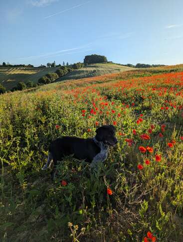 Um cachorro preto e branco está parado em um campo vibrante de papoulas vermelhas, sob um céu azul claro, com colinas verdes onduladas ao fundo, aproveitando o sol tranquilamente.