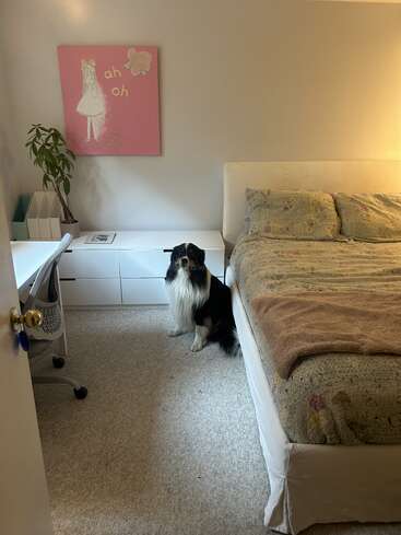 Um quarto aconchegante tem uma cama, uma escrivaninha, uma planta, uma obra de arte rosa "ah oh" e um cachorro preto e branco sentado no carpete.