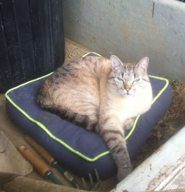 The image depicts a cat reclining on a blue cushion with a green trim, situated in a corner of a room with a concrete wall and floor.