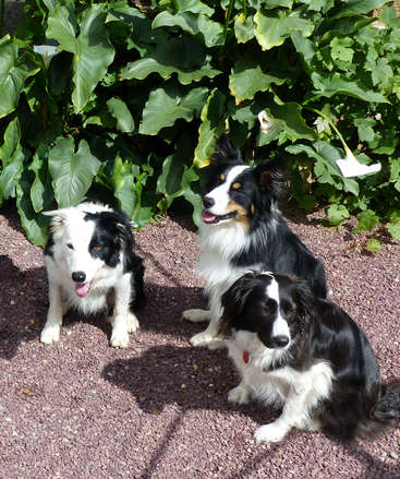 The image features three black and white dogs sitting on a gravel surface, surrounded by lush green plants, with the dogs\' attention directed towards the camera.