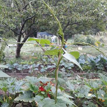 Das Bild zeigt einen üppigen Garten mit einer Vielzahl von Pflanzen, darunter eine auffällige Ranke mit verschlungenen Ranken, vor dem Hintergrund von Bäumen und einer ruhigen Atmosphäre.
