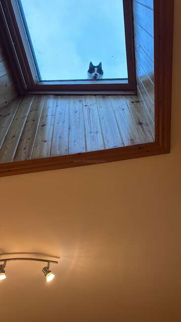 Un chat noir et blanc curieux jette un œil à travers une lucarne dans un plafond en bois, observant l'intérieur d'une pièce chaleureusement éclairée par un luminaire moderne.