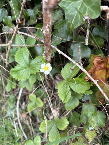 Une petite fleur de fraisier blanche au cœur jaune s'épanouit parmi des feuilles vertes, du lierre et des brindilles sèches, dans un décor naturel et légèrement sauvage en plein air.