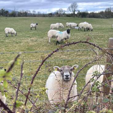 Un mouton curieux se tient près d'une clôture métallique, le regard tourné vers l'avant à travers les ronces, tandis que plusieurs autres moutons paissent paisiblement dans le pâturage verdoyant derrière lui.