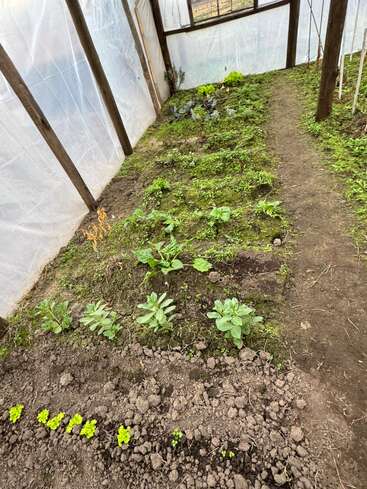 This image shows a small greenhouse with young vegetable plants growing in neat rows, surrounded by soil and wooden supports, with plastic walls for protection.