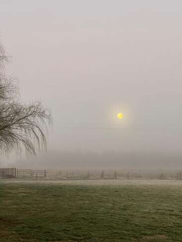 A misty field at dawn, softly lit by a yellow sun rising through thick fog. Silhouetted tree branches and rustic fences add serene atmosphere.