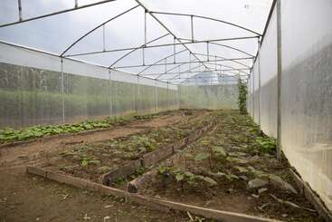 La imagen muestra un invernadero con armazón de madera, provisto de una hilera de plantas y suelo de hormigón, rodeado de una valla metálica, con techo de plástico transparente y una pequeña puerta.