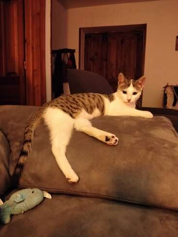 A relaxed, spotted white and tabby cat lounges on a gray sofa with its tail stretched out. A blue fish toy lies nearby. Cozy, warm lighting.