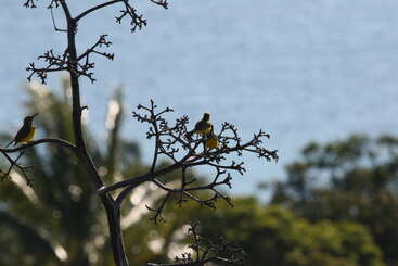 Three small birds are perched on the bare branches of a tree. The background is blurred, showing greenery and a body of water under daylight.