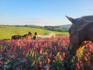 Uma pessoa está sentada entre flores silvestres rosa, cercada por três cavalos em um prado verde vibrante sob um céu azul claro, evocando paz e harmonia.