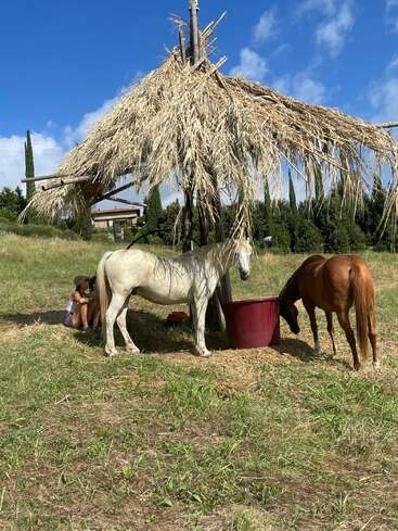 Um cavalo branco e um marrom estão sob um abrigo rústico de palha. Uma garota está sentada perto dele, na sombra. A cena é tranquila e ensolarada.