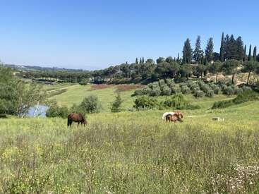 Dois cavalos pastam pacificamente em um prado verde, pontilhado de flores silvestres. Colinas onduladas, um lago, oliveiras e ciprestes distantes completam essa tranquila cena campestre.