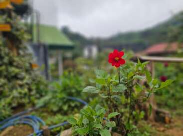 Eine leuchtend rote Blume blüht in einem üppigen grünen Garten, umgeben von Blättern. Der Hintergrund ist unscharf und zeigt Häuser und einen nebligen, bedeckten Himmel.