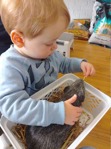 Un niño da de comer con delicadeza a una cobaya metida en una cesta blanca con paja. En la mesa de madera del fondo se ven bolsas y artículos para mascotas.