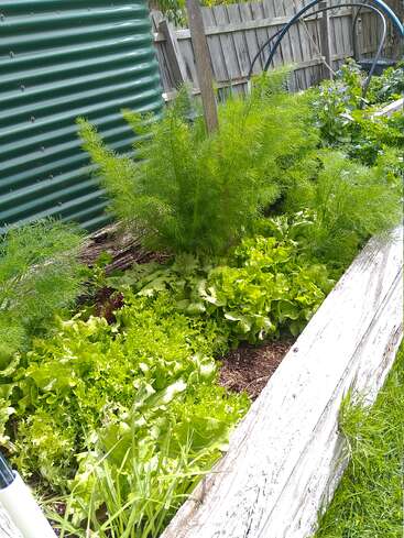 Un vibrante arriate elevado presenta exuberantes lechugas verdes, eneldo y otras hortalizas de hoja que crecen vigorosamente. Cerca hay bordes de madera y un depósito de agua ondulado.