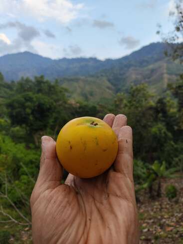 Une main tient un fruit rond et jaune, probablement une variété tropicale, sur fond de collines verdoyantes et de montagnes lointaines sous un ciel partiellement nuageux.