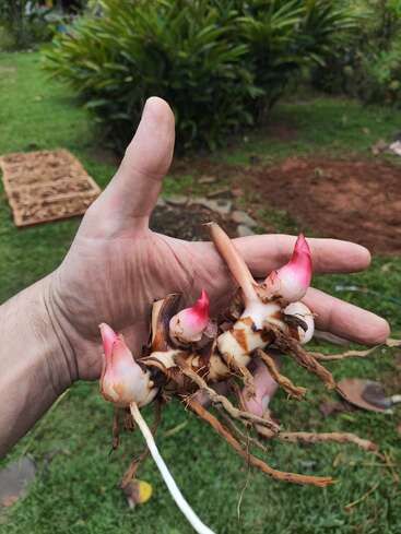 Une main tient des rhizomes de galanga fraîchement récoltés avec des bourgeons et des racines roses, entourés d'herbe verte, de plantes et de terre dans un jardin en plein air.
