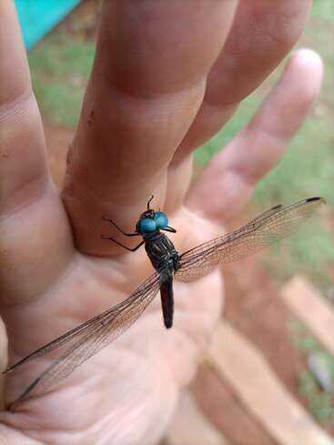 Image en gros plan d'une libellule aux yeux bleus étonnants, perchée délicatement sur la main d'une personne. Les ailes délicates et les détails fins sont clairement visibles.