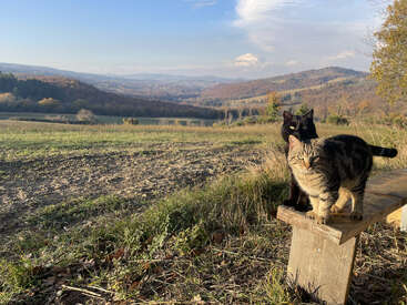 Two cats, one tabby and one black, sit on a wooden bench overlooking a scenic, rolling countryside landscape under a bright blue sky. Peaceful atmosphere.
