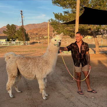 Um homem vestindo camisa preta estampada e bermuda fica alegremente ao lado de uma lhama branca e fofa na coleira, ao ar livre em um ambiente rural ensolarado.