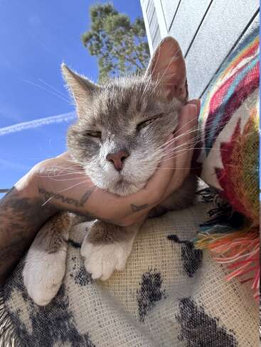 Um gato cinza relaxado repousa a cabeça em uma mão tatuada, descansando em um cobertor ao ar livre sob um céu azul brilhante com uma almofada de tecido colorido por perto.