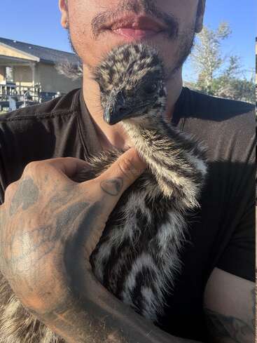 Um homem com tatuagens na mão segura gentilmente uma ema bebê fofa e listrada perto do rosto, ao ar livre em um dia ensolarado.