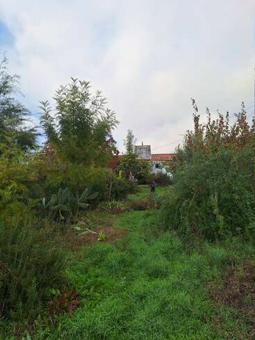 Um jardim exuberante e coberto de vegetação com várias plantas e árvores verdes. Uma casa com telhado de telhas vermelhas é parcialmente visível ao fundo, sob um céu nublado.