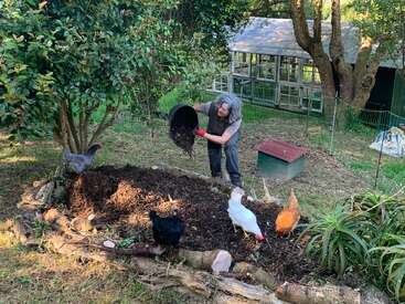 Eine Person verteilt Mulch auf einem Gartenbeet, während mehrere Hühner in der Nähe grasen. Im Hintergrund sind Bäume, ein Gewächshaus und ein eingezäuntes Gelände zu sehen.