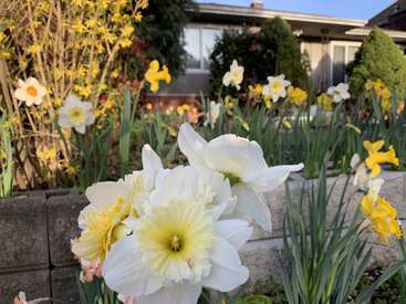 L'image représente un jardin vibrant de jonquilles et de forsythia, avec une maison à l'arrière-plan, mettant en valeur un espace extérieur serein et coloré.