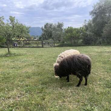 Two sheep, one dark brown and one light, graze peacefully on a grassy field. Trees, mountains, and a wooden gate are visible in the background.