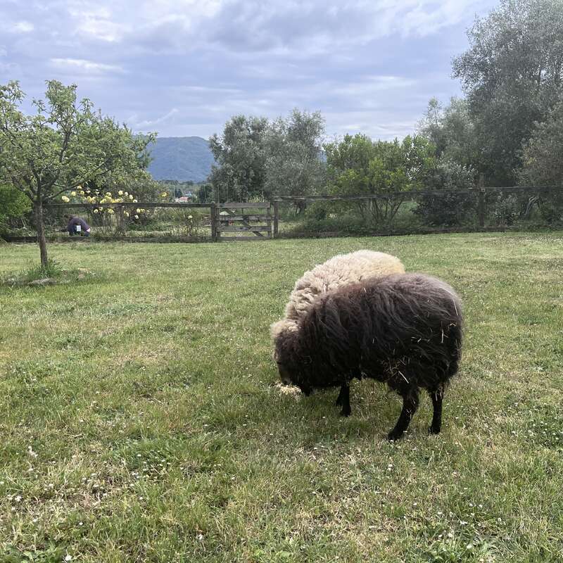 Two sheep, one dark brown and one light, graze peacefully on a grassy field. Trees, mountains, and a wooden gate are visible in the background.