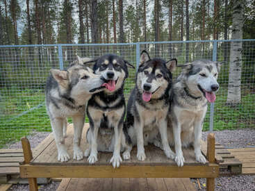 Quatro huskies estão sentados bem juntinhos numa plataforma de madeira dentro de um recinto ao ar livre. Eles parecem felizes e relaxados, com a língua de fora e as orelhas em pé.
