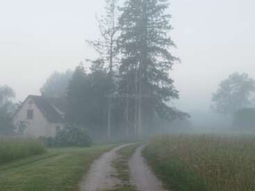 A misty rural scene with a small house, tall trees, and a winding dirt path. Grass and fog create a peaceful, quiet, and mysterious atmosphere.