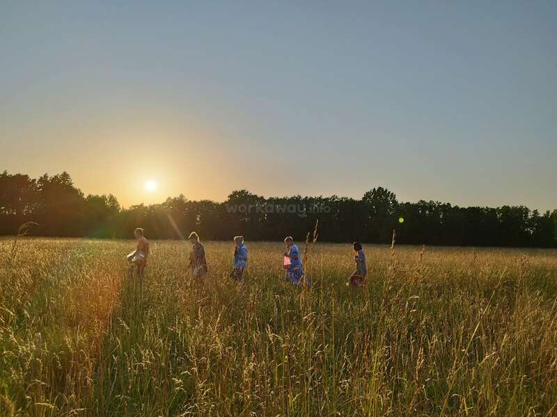 Five people walk through a tall grassy field at sunset. The golden light illuminates the landscape, with trees and a clear sky in the background.