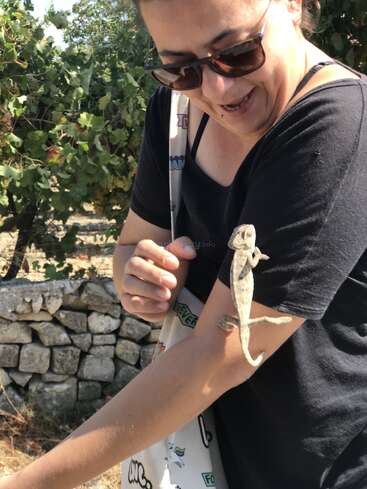 Una mujer con gafas de sol sonríe mientras un camaleón trepa por su brazo. Está al aire libre, cerca de un viñedo y un muro de piedra, disfrutando del momento.