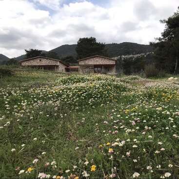 Dos rústicas casas de piedra se asientan en medio de un frondoso campo de flores silvestres, rodeadas de árboles y montañas, bajo un cielo nublado, creando una apacible escena campestre.
