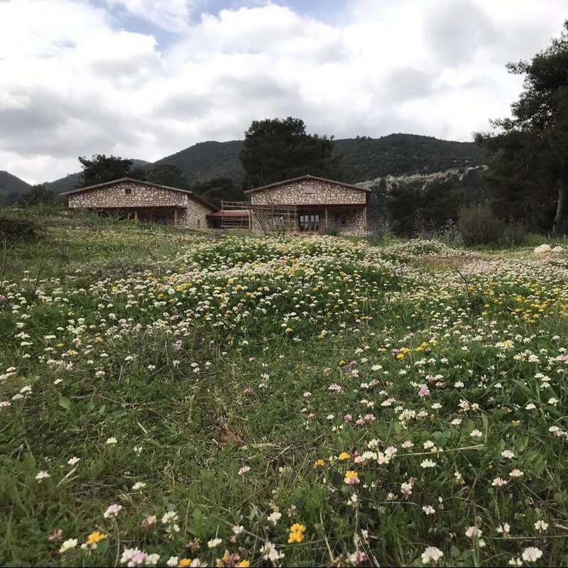 Dos rústicas casas de piedra se asientan en medio de un frondoso campo de flores silvestres, rodeadas de árboles y montañas, bajo un cielo nublado, creando una apacible escena campestre.