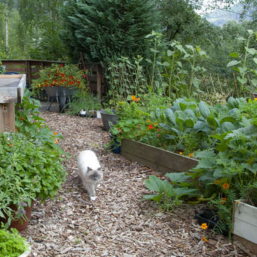L'image représente une scène de jardin sereine, avec un chat blanc se promenant le long d'un chemin paillé bordé de plantes en pot et de parterres surélevés, entouré d'une verdure luxuriante.
