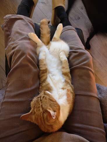 A relaxed orange and white cat lies comfortably on its back across a person's lap, stretched out with paws up, appearing completely content and at ease.